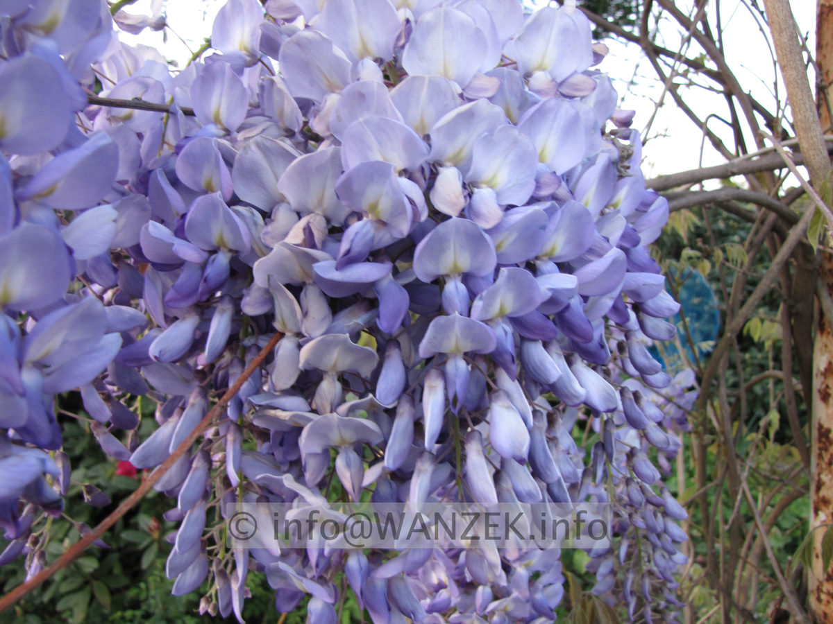 Wisteria floribunda Macrobotrys 09 unscharf.JPG